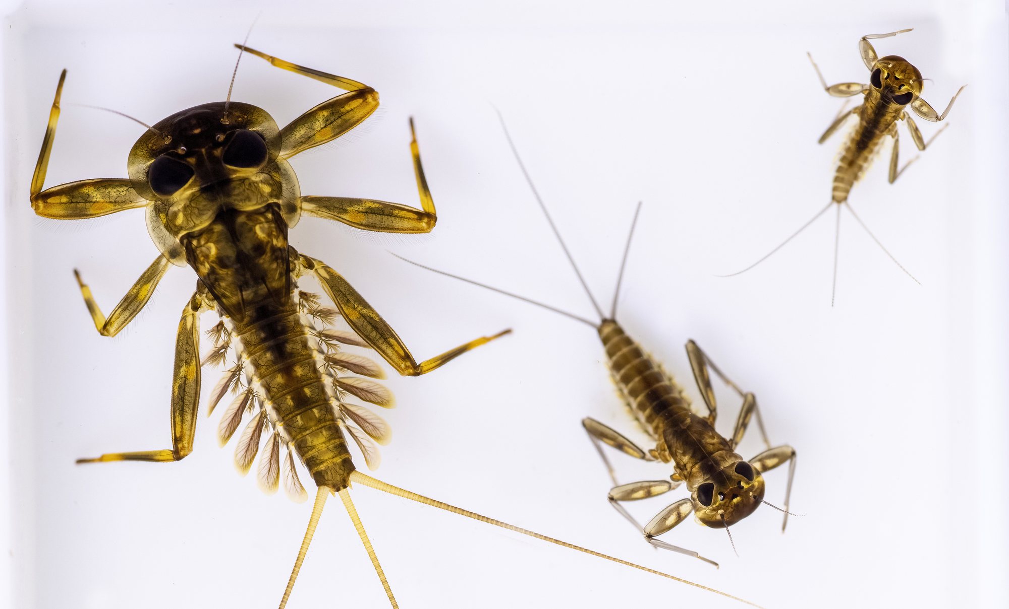 Close-up macro photography of mayfly nymphs, showing the fine detail used for macroinvertebrate identification